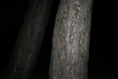 waldst?ck