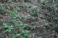 waldst?ck