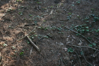 waldst?ck