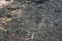 waldst?ck