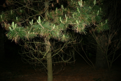waldst?ck