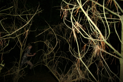 waldst?ck